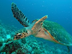 Unterwasserfotos Tauchbilder Stra�e von Tiran Sinai Divers