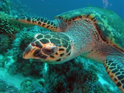 Unterwasserfotos Tauchbilder Stra�e von Tiran Sinai Divers