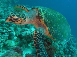 Unterwasserfotos Tauchbilder Stra�e von Tiran Sinai Divers