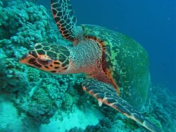 Unterwasserfotos Tauchbilder Stra�e von Tiran Sinai Divers