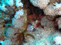 Unterwasserfotos Tauchbilder Stra�e von Tiran Sinai Divers