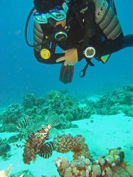 Unterwasserfotos Tauchbilder Stra�e von Tiran Sinai Divers