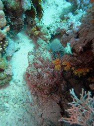 Unterwasserfotos Tauchbilder Stra�e von Tiran Sinai Divers