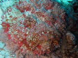 Unterwasserfotos Tauchbilder Stra�e von Tiran Sinai Divers