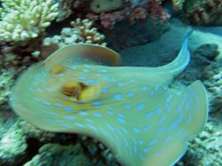 Unterwasserfotos Tauchbilder Stra�e von Tiran Sinai Divers