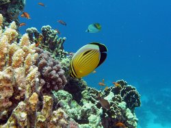 Unterwasserfotos Tauchbilder Stra�e von Tiran Sinai Divers