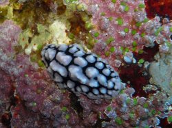 Unterwasserfotos Tauchbilder Stra�e von Tiran Sinai Divers