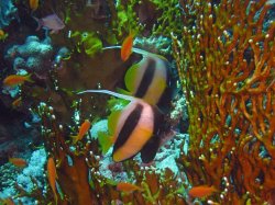 Unterwasserfotos Tauchbilder Stra�e von Tiran Sinai Divers