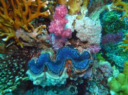 Unterwasserfotos Tauchbilder Stra�e von Tiran Sinai Divers
