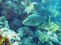 Unterwasserfotos Tauchbilder Stra�e von Tiran Sinai Divers