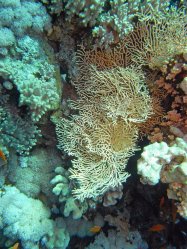 Unterwasserfotos Tauchbilder Stra�e von Tiran Sinai Divers