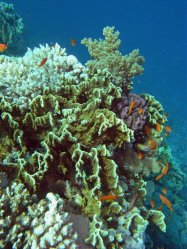 Unterwasserfotos Tauchbilder Stra�e von Tiran Sinai Divers