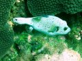 Unterwasserbilder Foto
