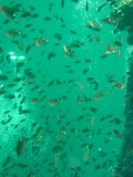 Unterwasserbilder Foto