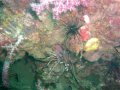 Unterwasserbilder Foto