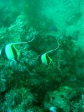 Unterwasserbilder Foto