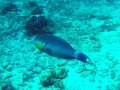 Unterwasserbilder Foto