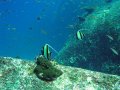 Unterwasserbilder Foto