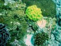 Unterwasserbilder Foto