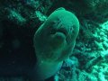 Unterwasserbilder Foto