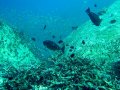 Unterwasserbilder Foto