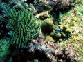 Unterwasserbilder Foto