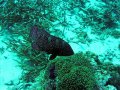 Unterwasserbilder Foto