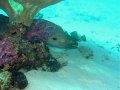 Unterwasserbilder Foto