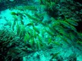 Unterwasserbilder Foto