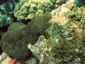 Unterwasserbilder Foto
