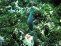 Unterwasserbilder Foto