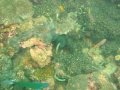 Unterwasserbilder Foto
