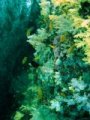 Unterwasserbilder Foto