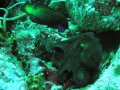 Unterwasserbilder Foto