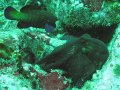 Unterwasserbilder Foto