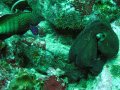 Unterwasserbilder Foto