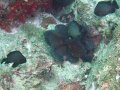 Unterwasserbilder Foto