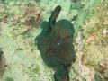 Unterwasserbilder Foto