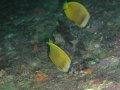 Unterwasserbilder Foto