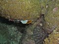 Unterwasserbilder Foto