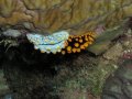 Unterwasserbilder Foto