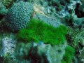 Unterwasserbilder Foto