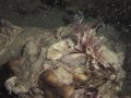 Unterwasserbilder Foto