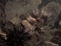 Unterwasserbilder Foto