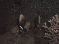 Unterwasserbilder Foto