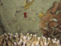 Unterwasserbilder Foto