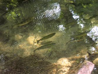 01_fische_kl.jpg (20155 Byte)