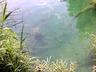 40_fische_kl.jpg (20111 Byte)