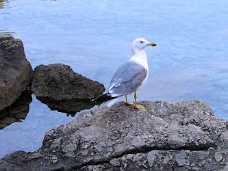 Jablanac (Kvarner Bucht)
